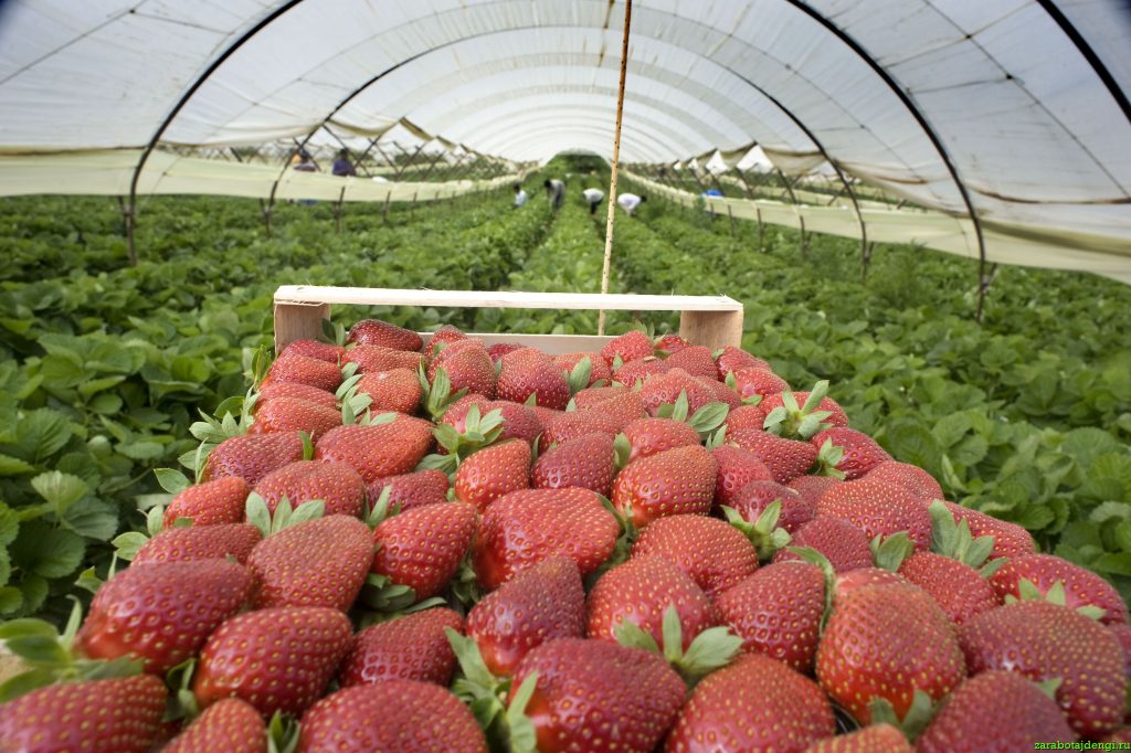 Клубника-главная