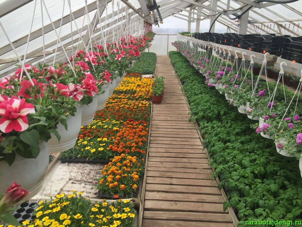 Бизнес по выращиванию цветов дома