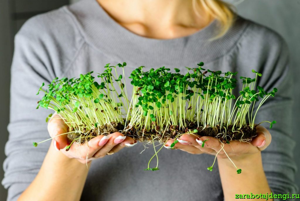 Выращивание микрозелени как бизнес
